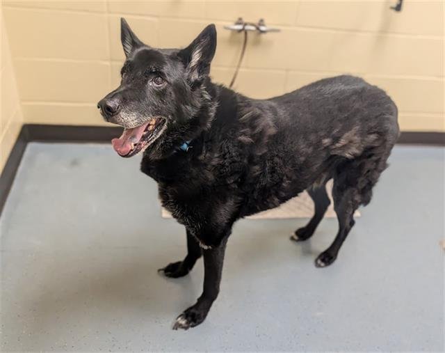 HEINZ - German Shepherd Dog / Chow Chow available for adoption