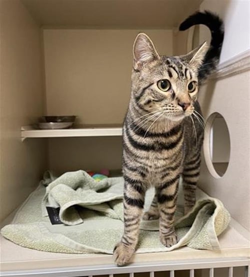 ELENA - Domestic Short Hair available for adoption
