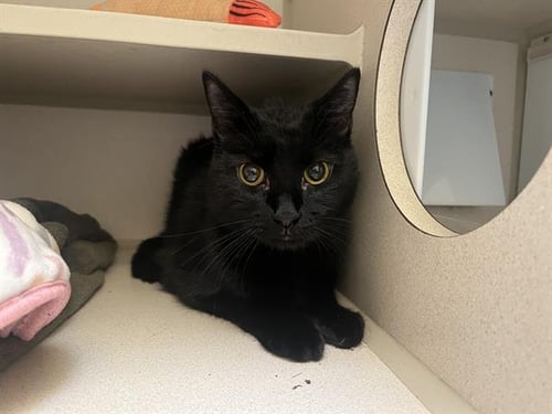 DUSTY - Domestic Short Hair available for adoption