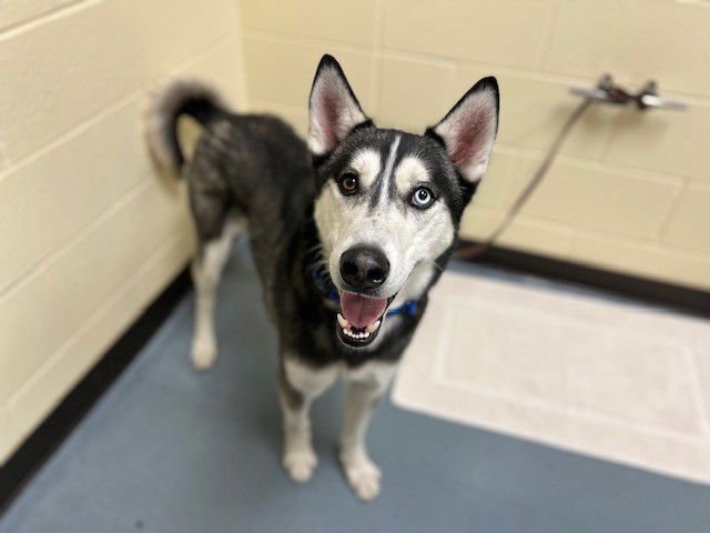 REMI - Siberian Husky available for adoption