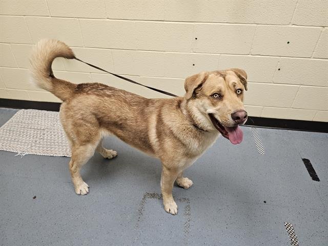 CHAPO - Anatolian Shepherd available for adoption