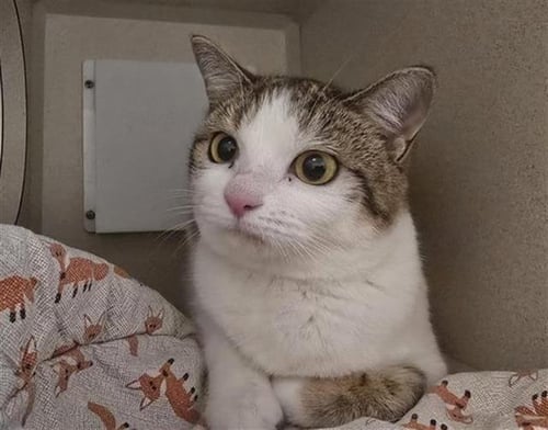 SARSAPARILLA - Domestic Short Hair available for adoption