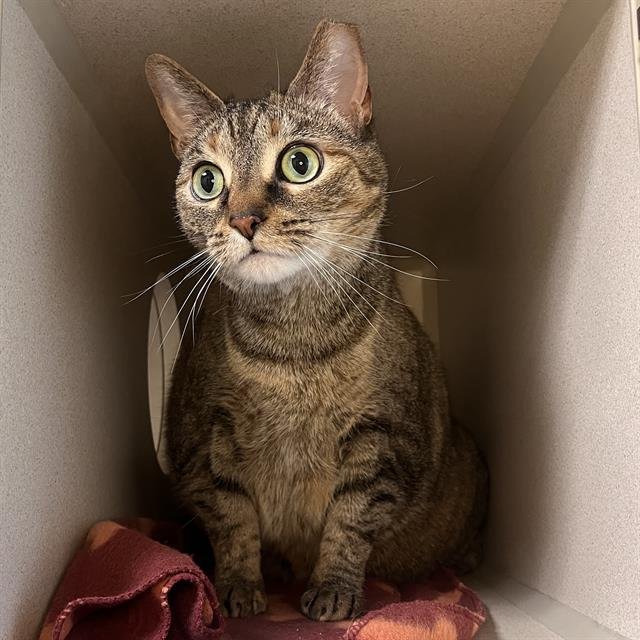 LUNA - Domestic Short Hair available for adoption