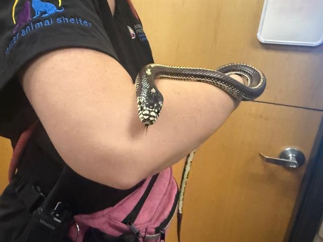 SIZZLE STORM - Snake available for adoption