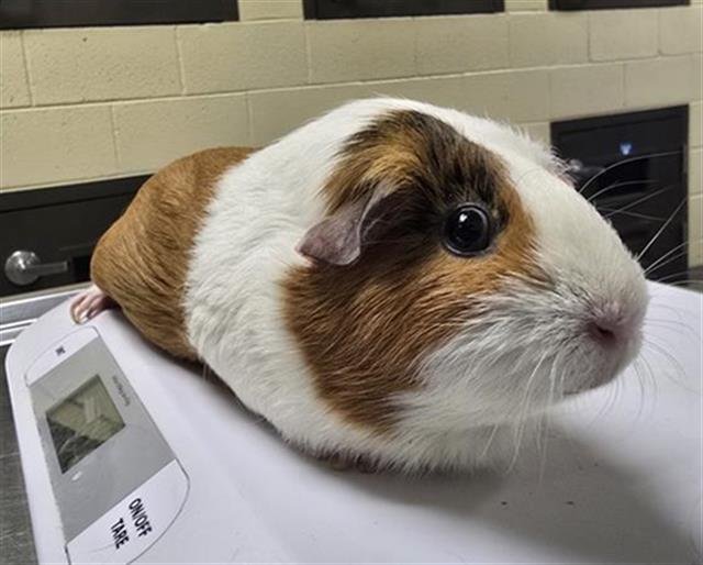 WHINNIE Image