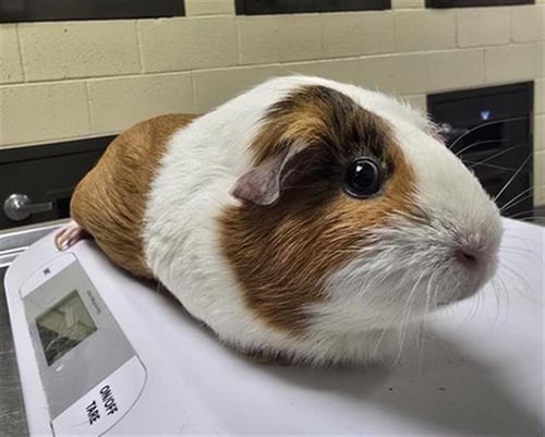 WHINNIE - Guinea Pig available for adoption
