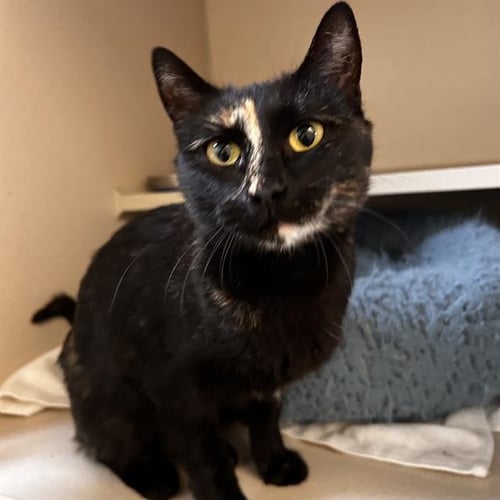 GINNY - Domestic Short Hair available for adoption