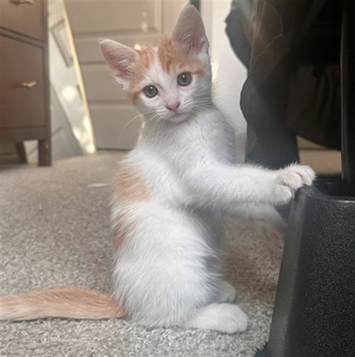 MARS - Domestic Short Hair available for adoption
