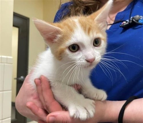MARS - Domestic Short Hair available for adoption