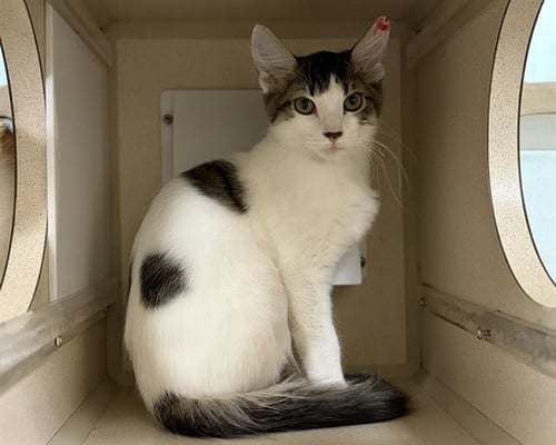 FIRE - Domestic Short Hair available for adoption