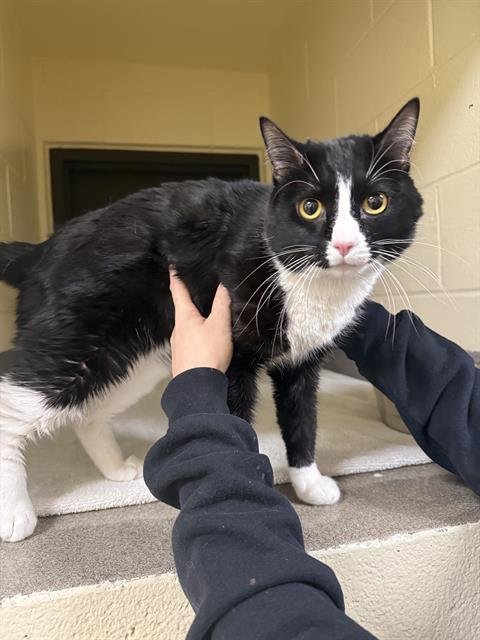 FRANK - Domestic Short Hair available for adoption