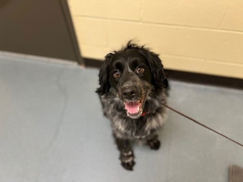 BOZAI - Australian Cattle Dog/Blue Heeler / Cocker Spaniel available for adoption