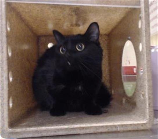 BLAIR - Domestic Medium Hair available for adoption