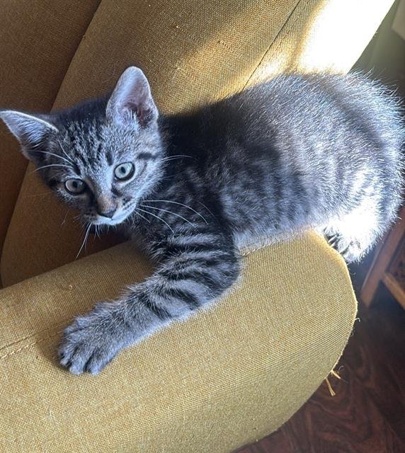 COZY - Domestic Short Hair available for adoption