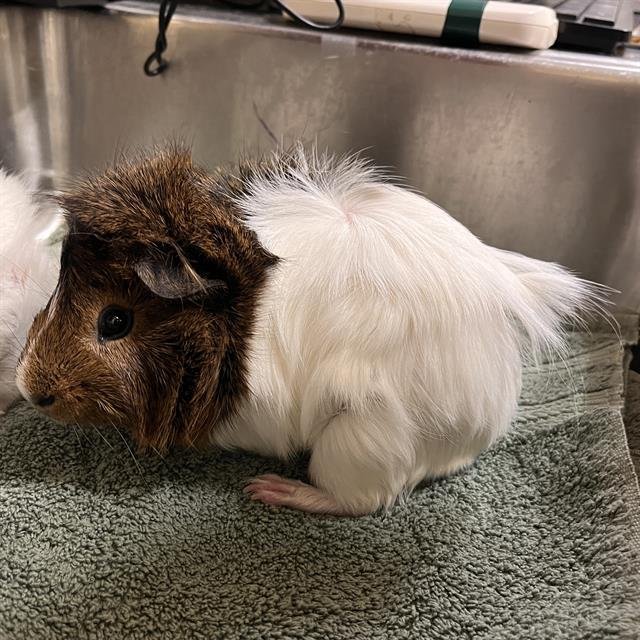 MAX - Guinea Pig available for adoption