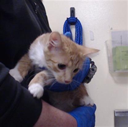 MARYANNE - Domestic Short Hair available for adoption