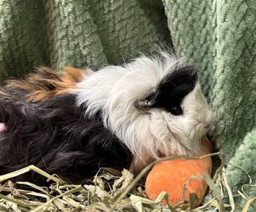 HEKLA - Guinea Pig available for adoption