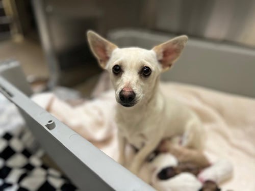 REBA - Chihuahua available for adoption