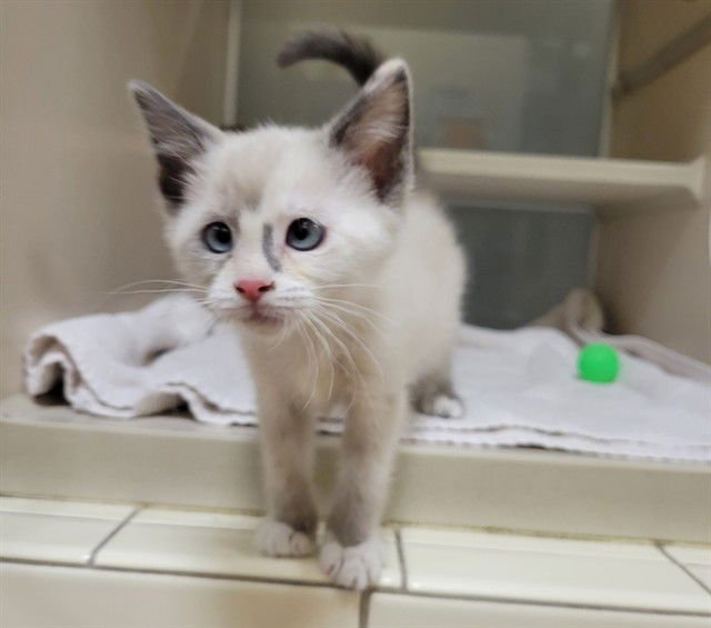 EURO - Domestic Short Hair available for adoption