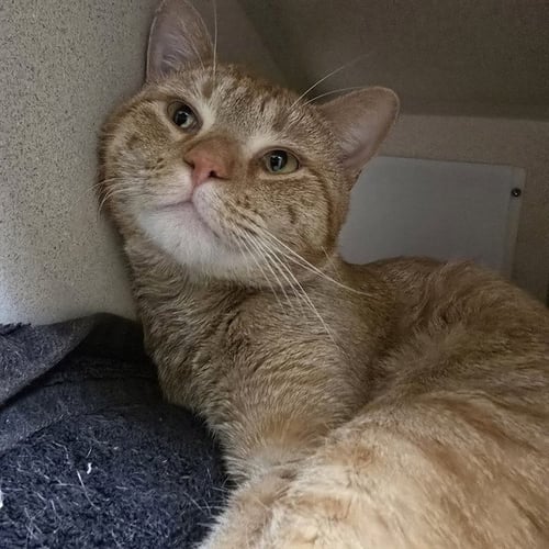 FIREHEART - Domestic Short Hair available for adoption