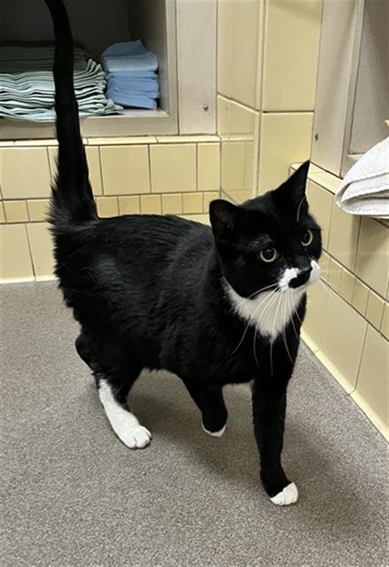 ZEVA - Domestic Short Hair available for adoption