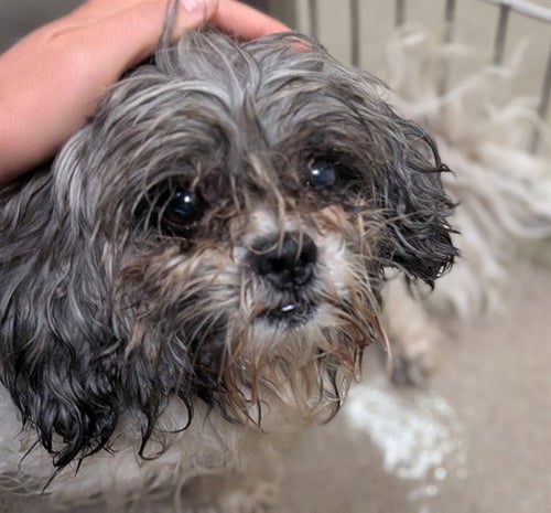 A438362 - Shih Tzu available for adoption
