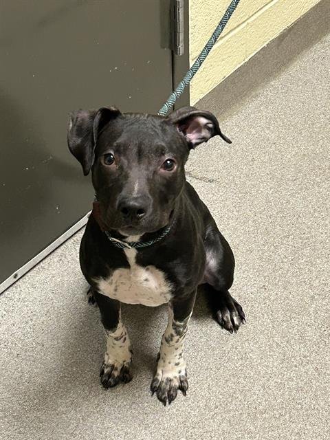 VICKY - Pit Bull Terrier available for adoption