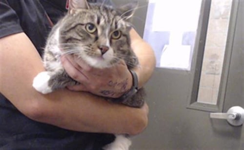 CYBER - Domestic Short Hair available for adoption