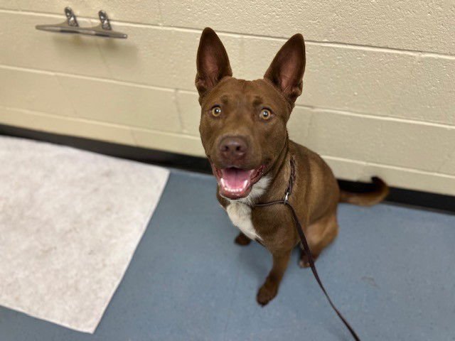 CANELO - American Pit Bull Terrier available for adoption