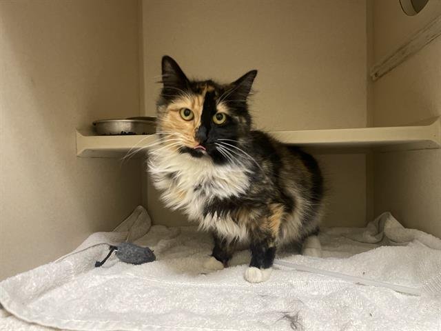 LOLLIPOP - Domestic Medium Hair available for adoption