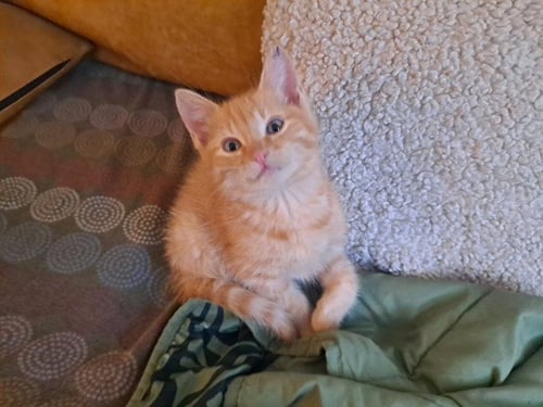 ROGER - Domestic Short Hair available for adoption