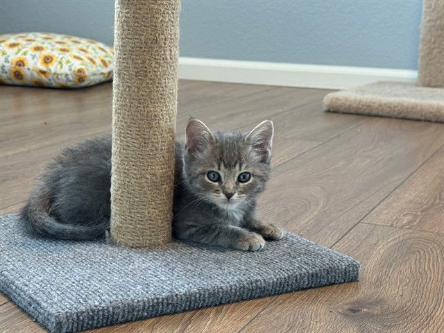 WILLOW - Domestic Medium Hair available for adoption