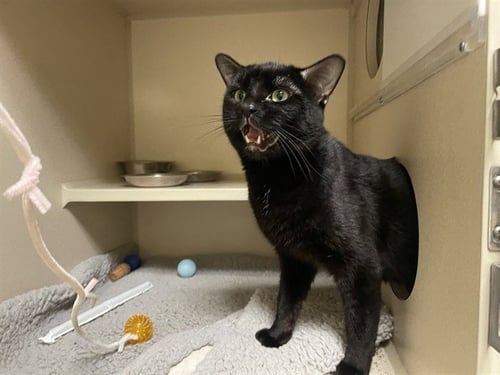 PAN - Domestic Short Hair for adoption in Arvada