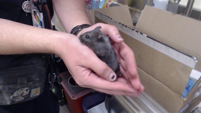 COLBY - Hamster available for adoption