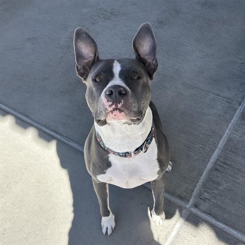 WONDERWALL - American Pit Bull Terrier available for adoption