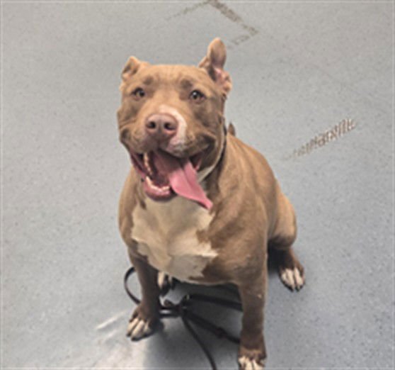 KOBA - American Pit Bull Terrier / American Staffordshire Terrier available for adoption