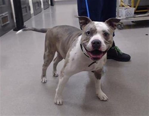 QUEEN ZELDA - American Pit Bull Terrier / Bulldog available for adoption