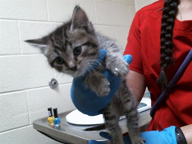 SORA - Domestic Short Hair available for adoption