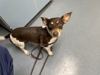 BEAN - Cardigan Welsh Corgi / Chihuahua available for adoption