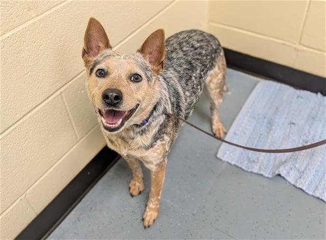 CINNAMON TOAST CRUNCH - Australian Cattle Dog/Blue Heeler available for adoption