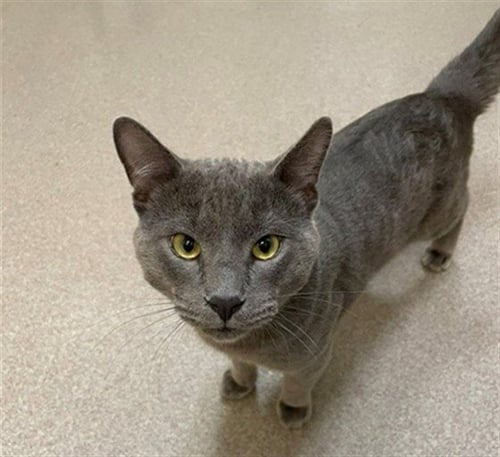 HQ - Domestic Short Hair available for adoption