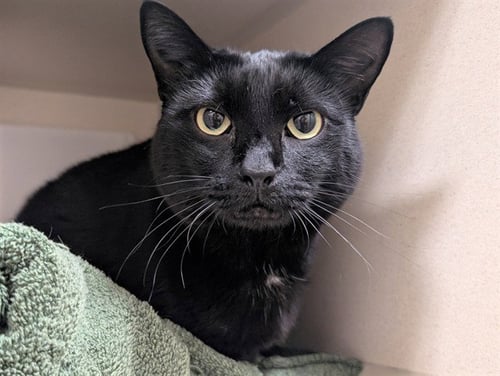 MOMO - Domestic Short Hair available for adoption