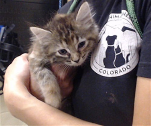 BEAN - Domestic Long Hair available for adoption