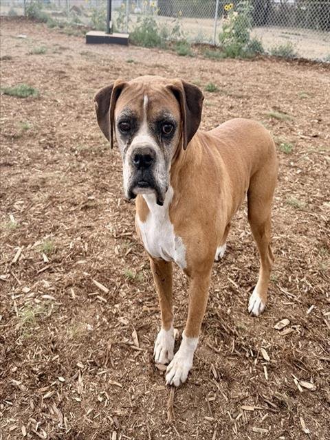 BILLY MALONEY - Boxer available for adoption