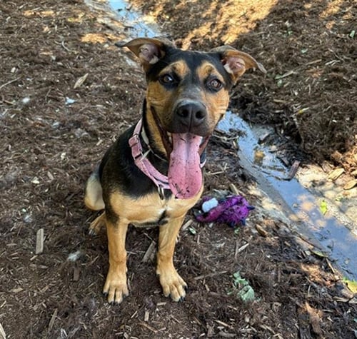ANGEL - German Shepherd Dog available for adoption