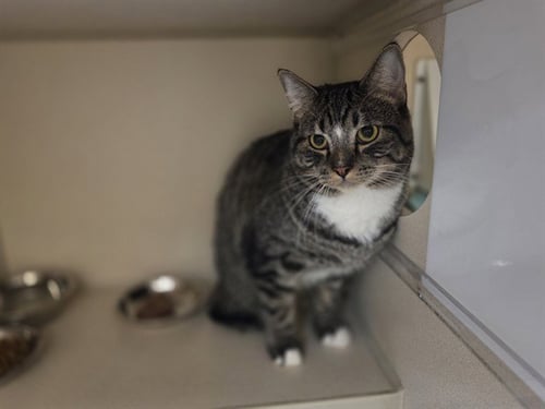 CURIOUS GEORGE - Domestic Short Hair available for adoption