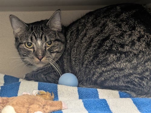 CURIOUS GEORGE - Domestic Short Hair available for adoption
