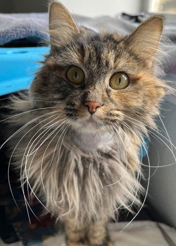 CLOVER - Domestic Long Hair available for adoption