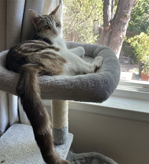 LADYBUG - Domestic Short Hair available for adoption