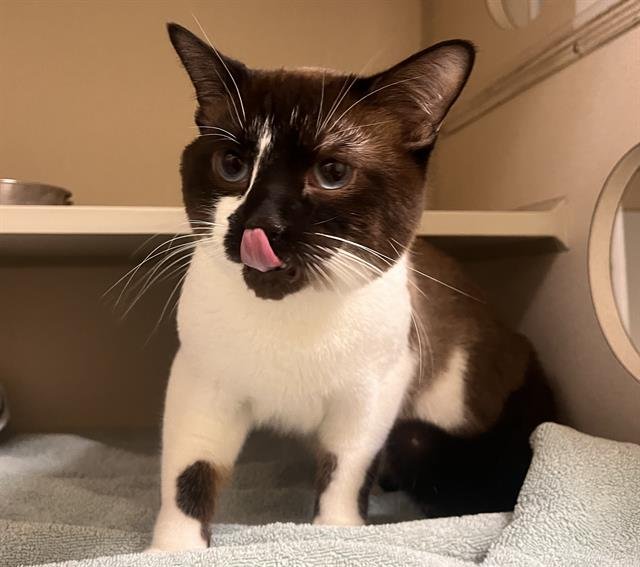 MAYO - Domestic Short Hair available for adoption